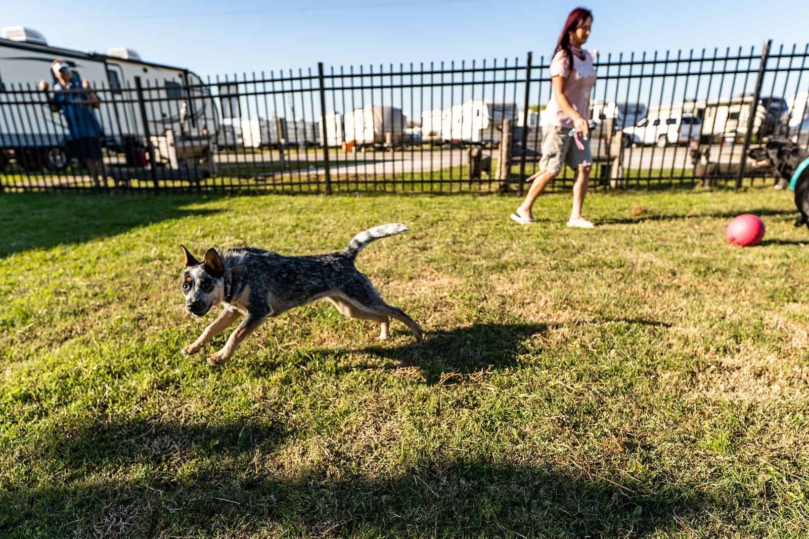 Dog running free in the fenced dog park with RVs in the background